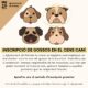 Inscrició gossos en el cens caní